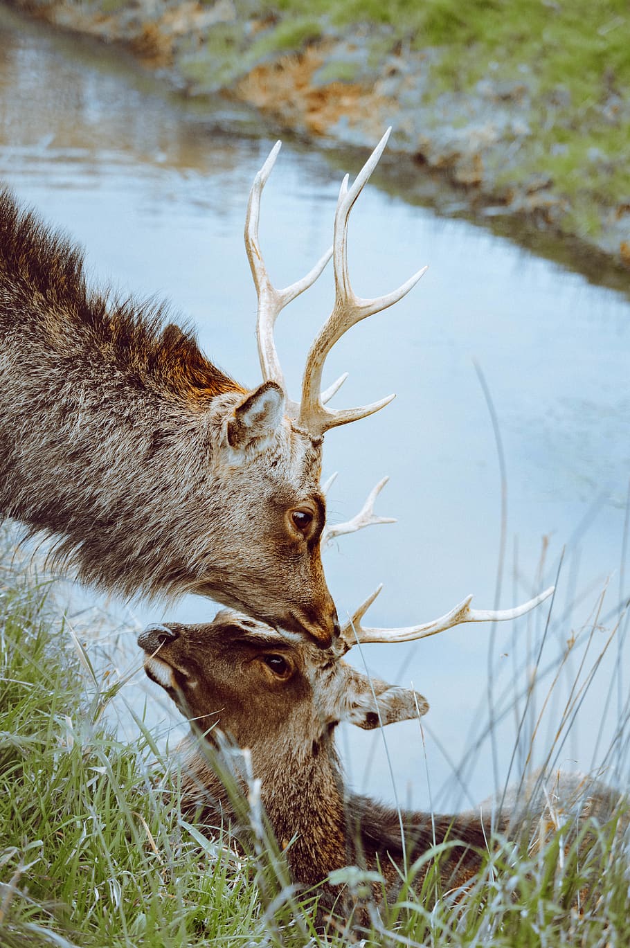 two brown deers, animal themes, animal wildlife, mammal, one animal HD wallpaper