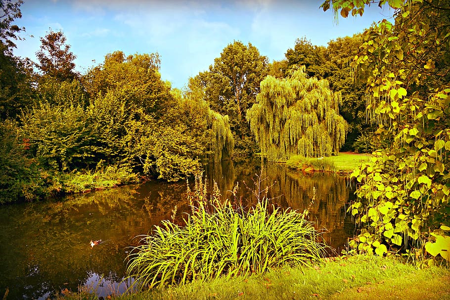 pond, water, tree, vegetation, park, landscape, serene, reflection HD wallpaper