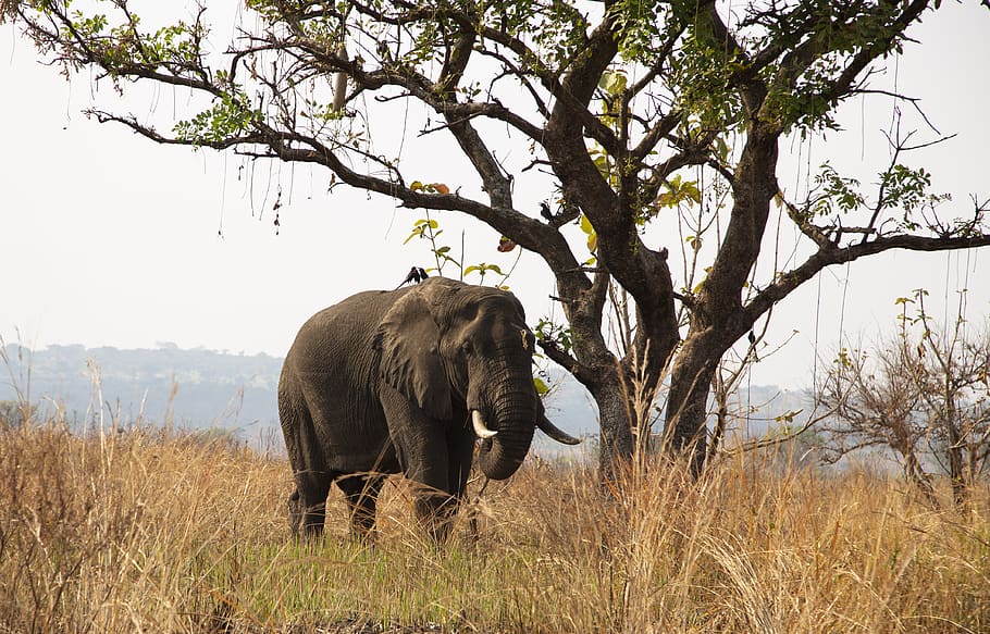 black elephant, wildlife, animal, mammal, savanna, uganda, nature HD wallpaper