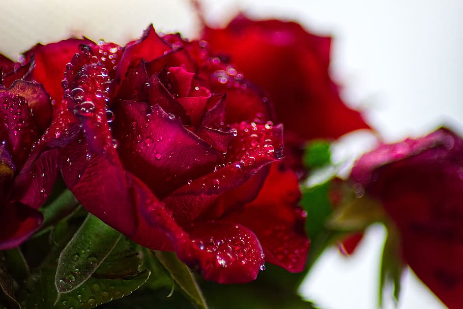 roses, raindrop, give, joy, love, blossom, bloom, macro, romantic HD wallpaper