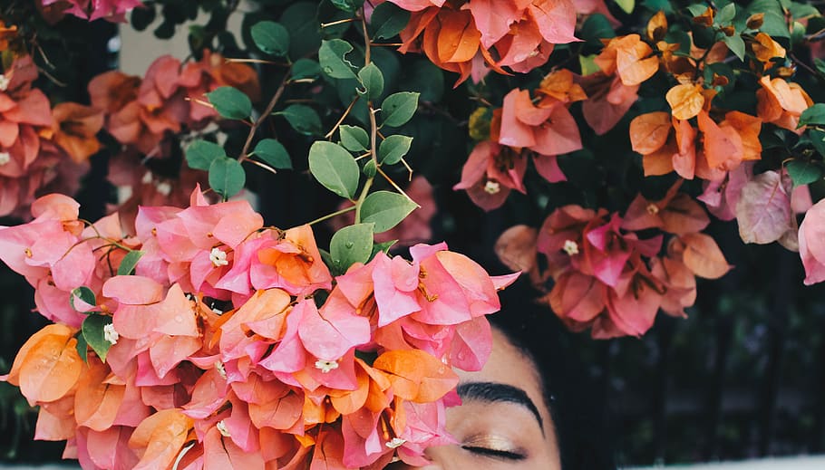 woman hiding behind bougainvillea flowers, plant, flowering plant, HD wallpaper