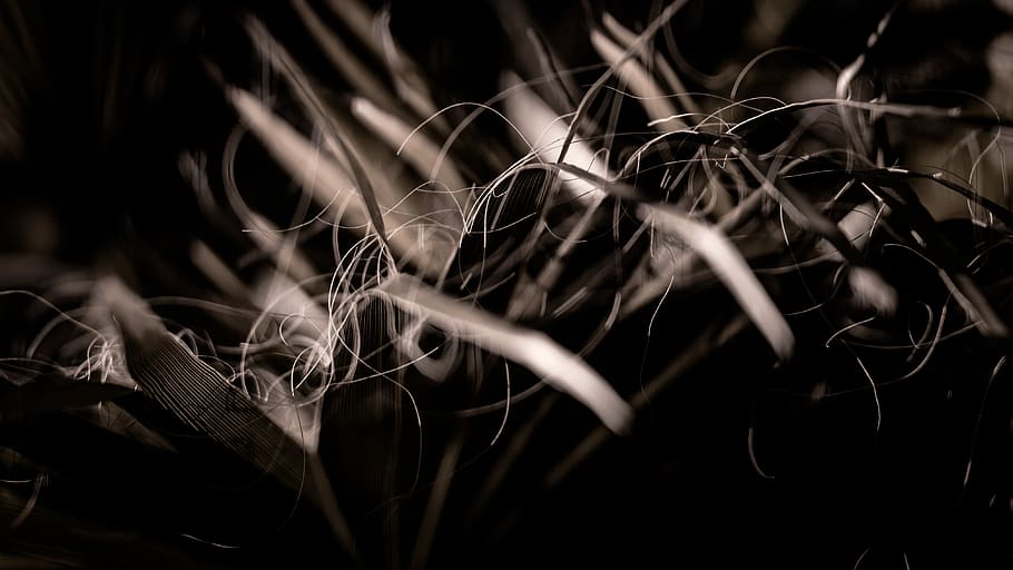 spain, vinaròs, cactus, palms, palmera, leaf, leaves, tree HD wallpaper