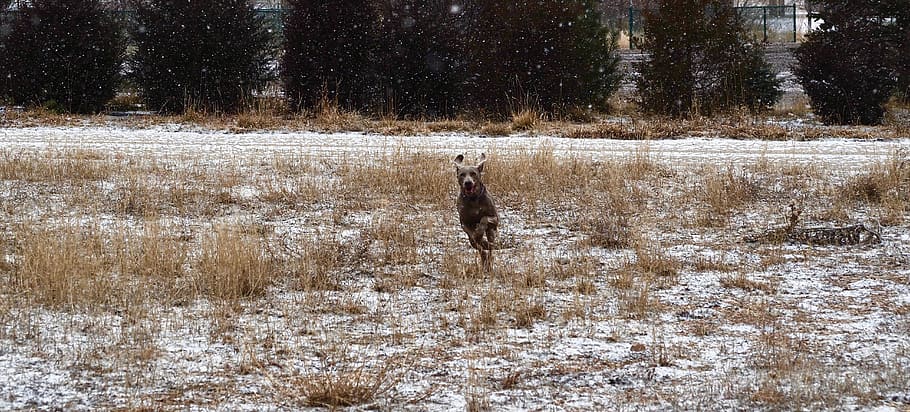 pure joy, everwildme, snow, winter, cold temperature, one animal HD wallpaper