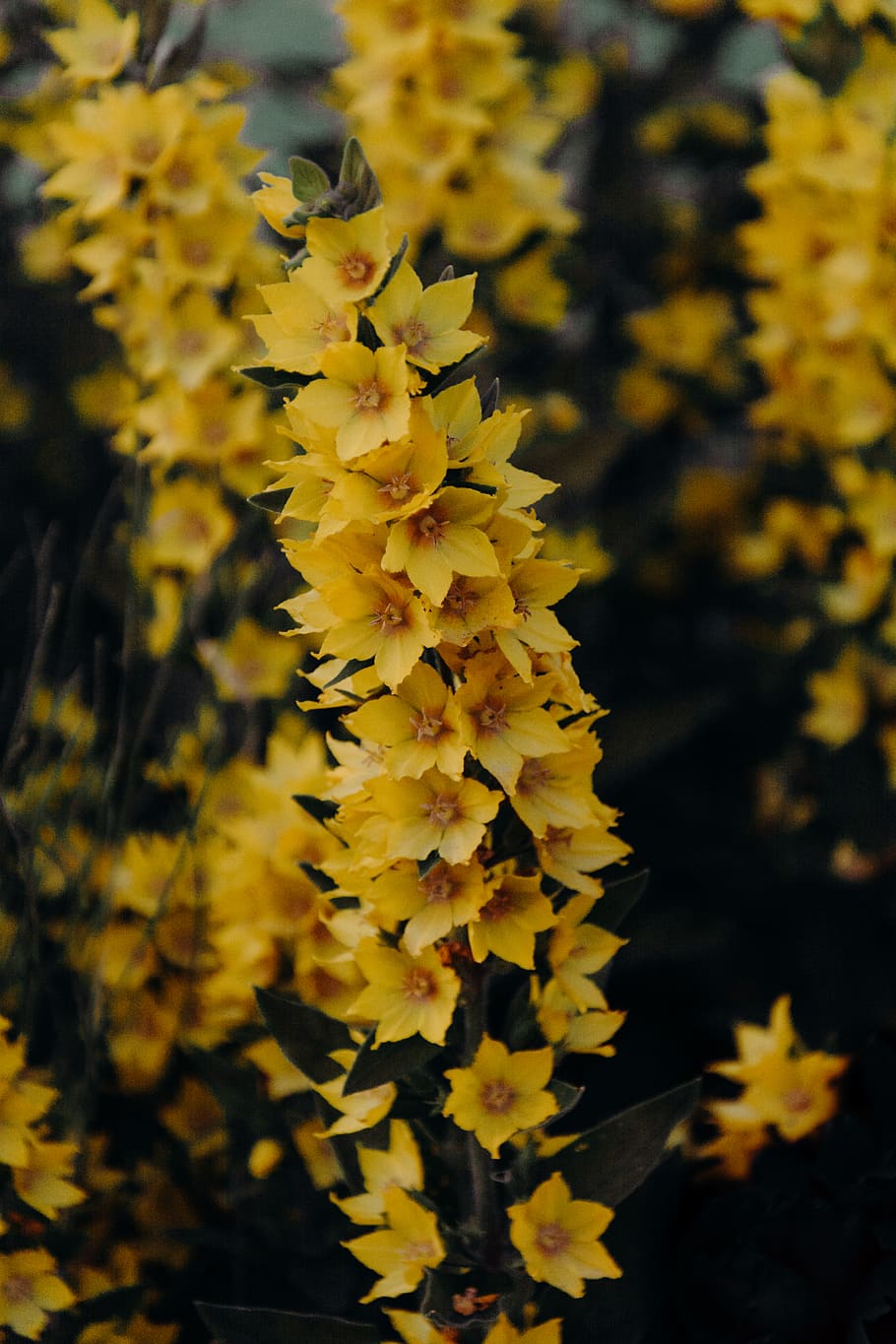 Close Up Photography of Yellow Flowers, bloom, blooming, blossom HD wallpaper