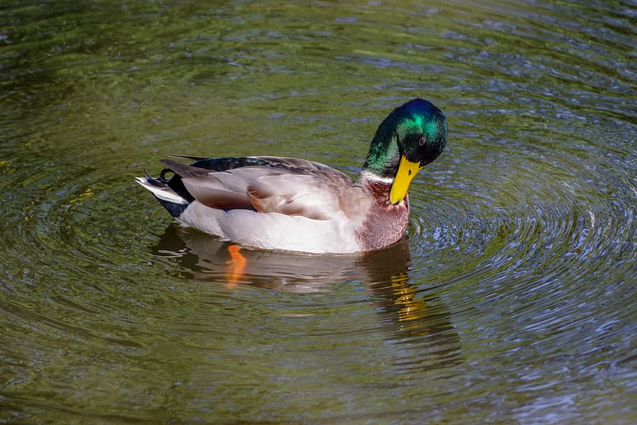 pond, reflection, water, mallard, waterfowl, cam, preen, lake HD wallpaper