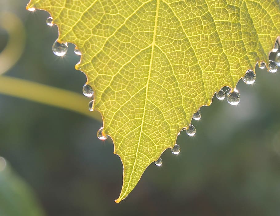 roumanie, leaf, water drop, plant part, close-up, nature, leaf vein HD wallpaper