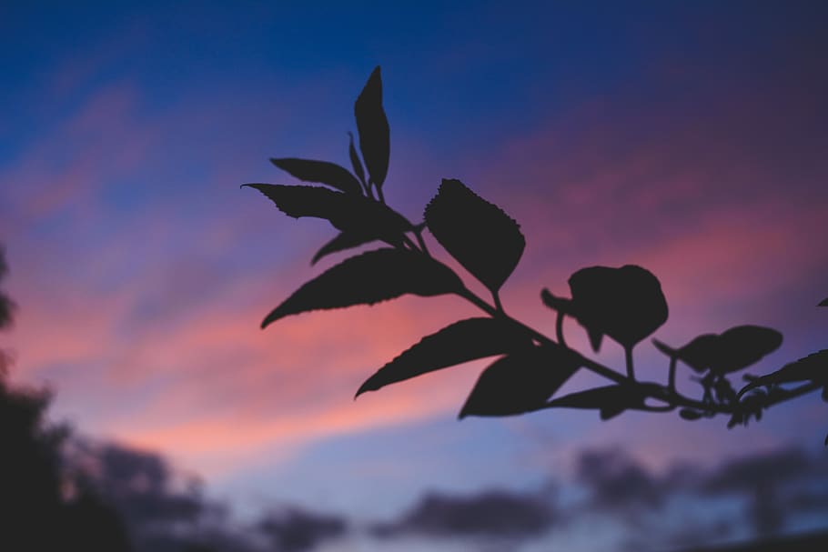 trees, forest, nature, nikon, life, color, plants, blue, pink HD wallpaper
