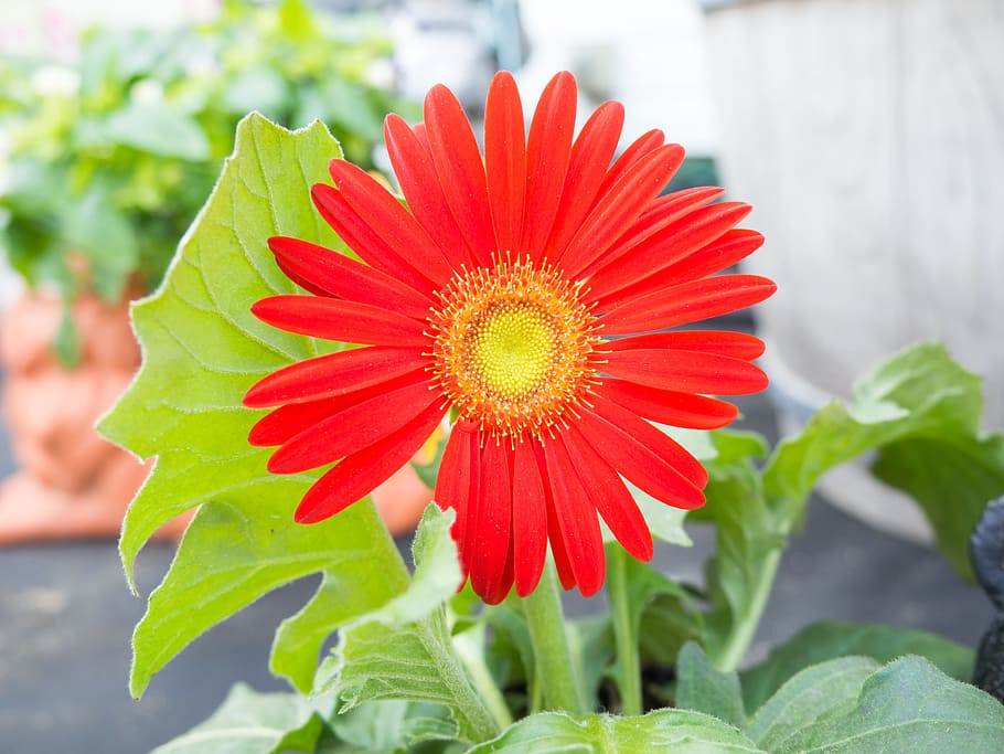 Red Flower, Flowers, Macro, Nature, Spring, Summer, garden, leaf HD wallpaper