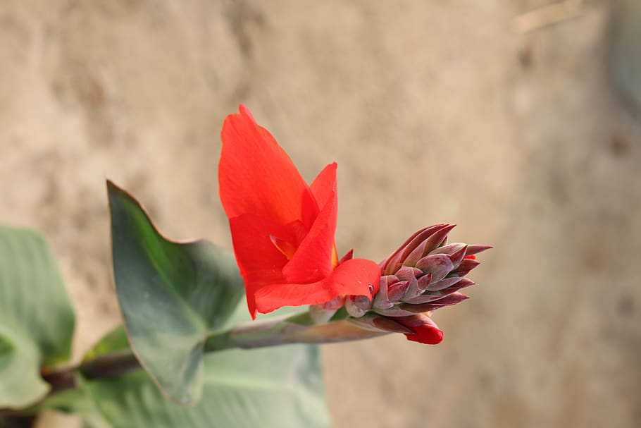 flower, flowering plant, freshness, beauty in nature, fragility HD wallpaper