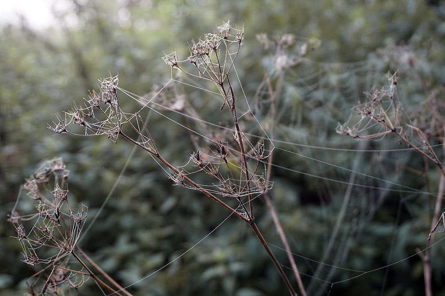 HD wallpaper: plant, spider web, nature, grass, background, moody