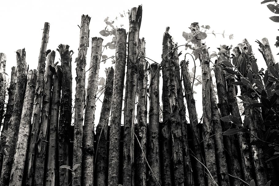 palisade fence, ancient, blue, boundary, brown, defense, fortification HD wallpaper