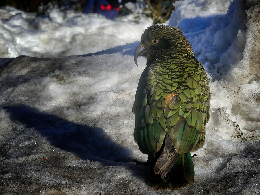 kea, new zealand, bird, parrot, nature, plumage, animal world