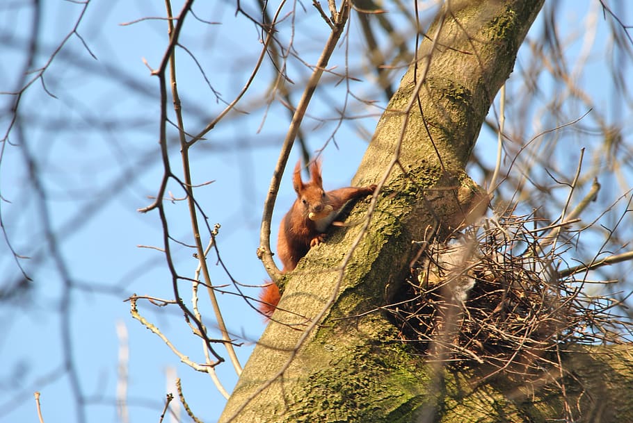 squirrel, nature, tree, animal, rodent, forest, animal world HD wallpaper
