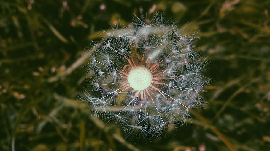 flower, macro, plant, flowering plant, fragility, freshness HD wallpaper