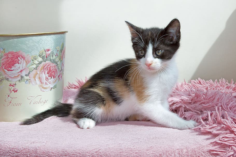 kitten, pets, animals, cat, cute, little, domestic, domestic animals HD wallpaper