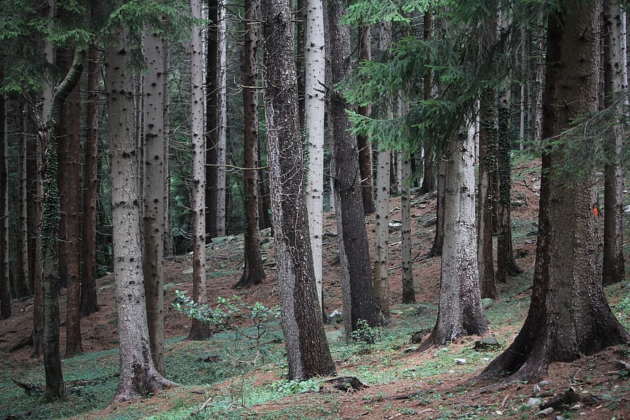 forest, mountain, trees, outdoors, horror, fear, plant, trunk HD wallpaper