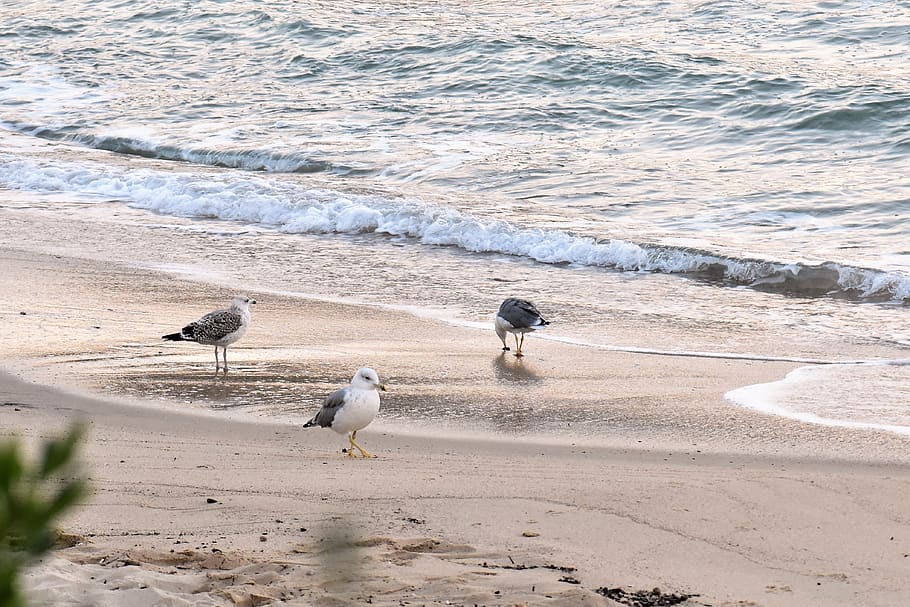 beach, sea, gulls, bird, surf, sunrise, summer, water, vacations HD wallpaper