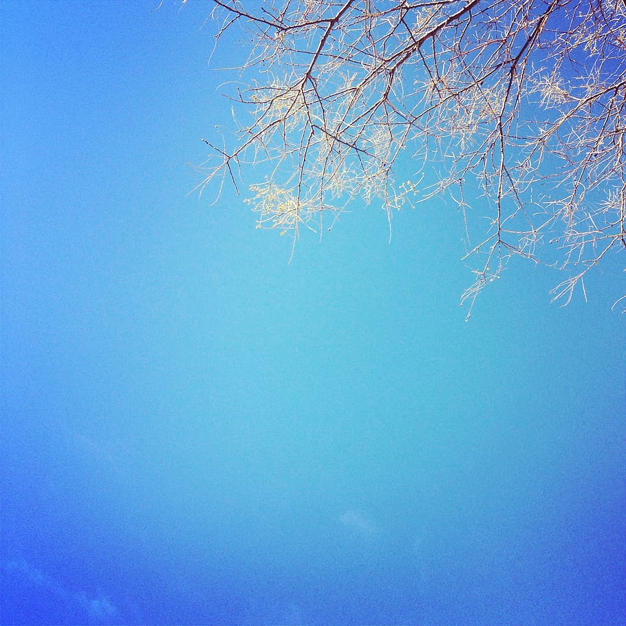 blue, sky, trees, branches, nature, beauty in nature, plant HD wallpaper
