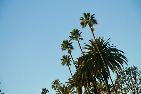 palm trees, summer, arecaceae, plant, tropical, venice beach HD wallpaper