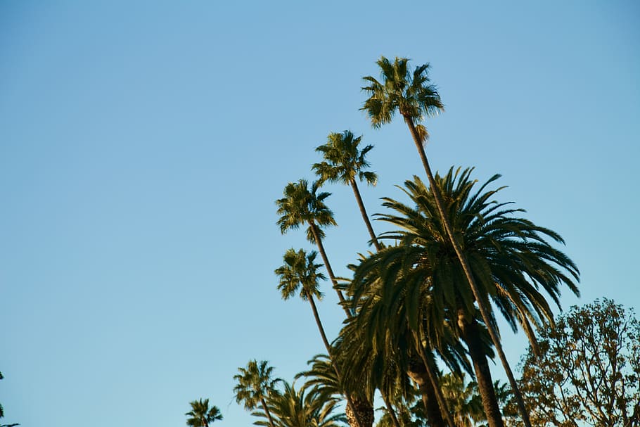 palm trees, summer, arecaceae, plant, tropical, venice beach HD wallpaper