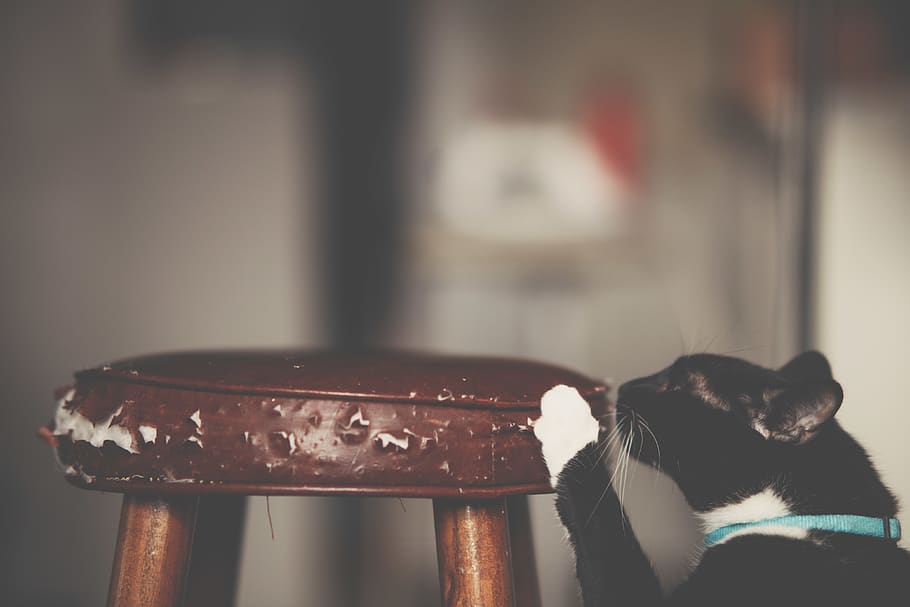 Close-Up Photo of Cat Scratching The Stool, adorable, animal