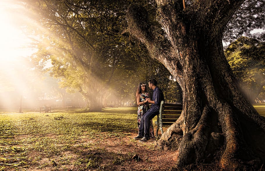 tree, nature, outdoors, landscape, wood, park, dawn, environment HD wallpaper