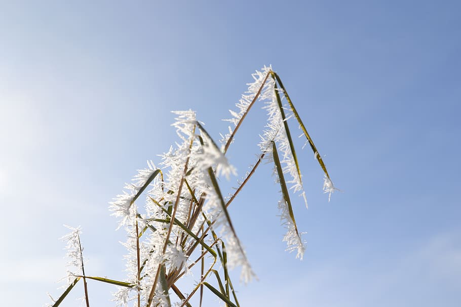 frost, icy, winter, cold, nature, wintry, winter magic, eiskristalle HD wallpaper