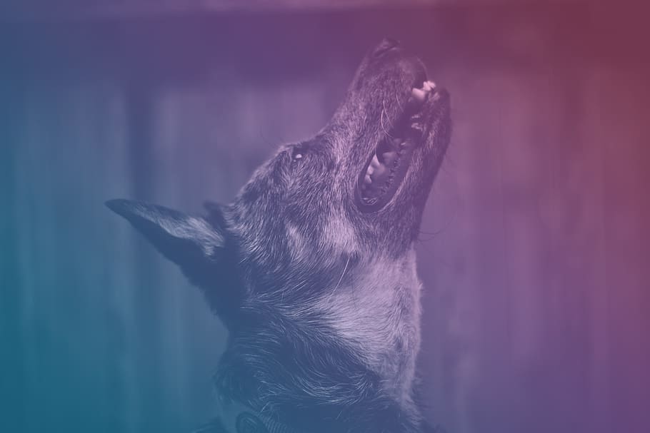 dog looking upward, beaverton, united states, grey, pet, animal HD wallpaper
