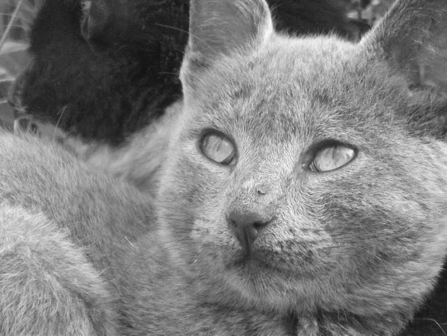algeria, tlemcen, grey, black, cat, white, and, eyes, mammal HD wallpaper