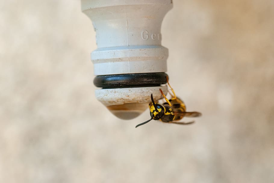 insect, wasp, macron, nature, wing, yellow, water, thirst, watered HD wallpaper
