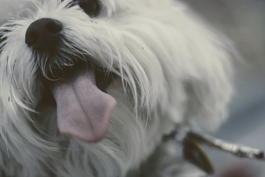 long-coated white dog, canine, mammal, animal, pet, terrier, lip HD wallpaper