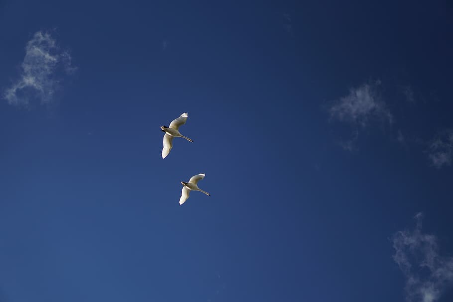 animal wildlife, bird, animals in the wild, animal themes, flying HD wallpaper