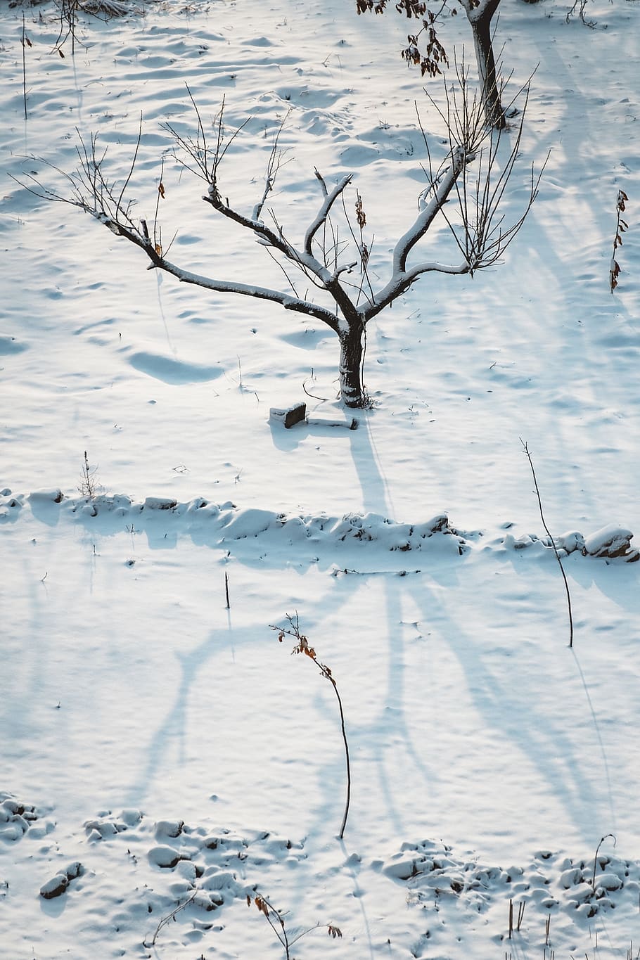 snowy sand near tree, nature, outdoors, land, winter, ice, scenery HD wallpaper