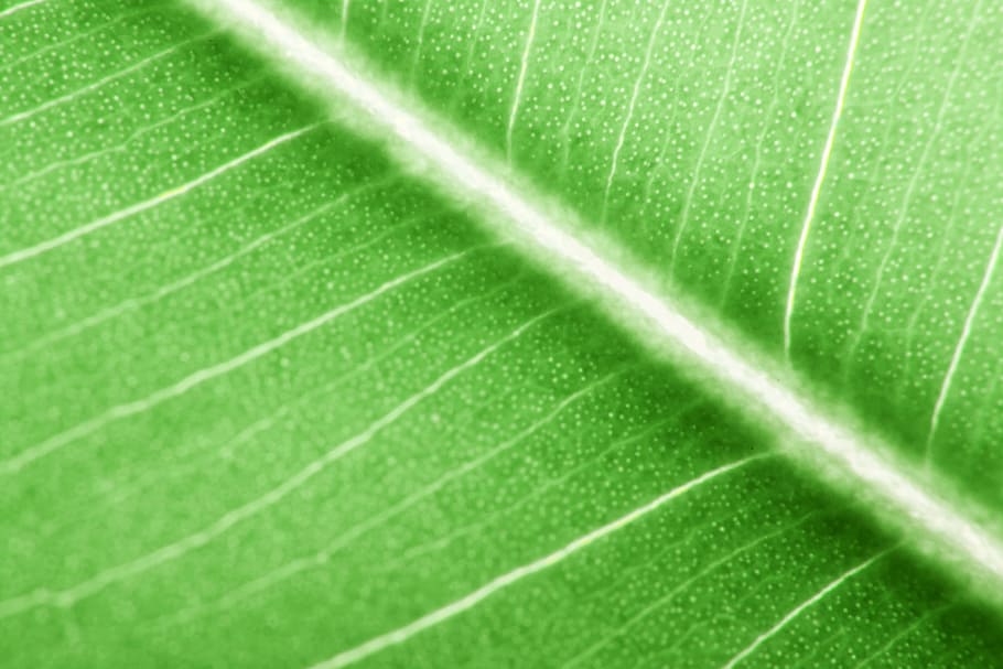 background, botany, flora, floral, flores, foliage, green, growing HD wallpaper