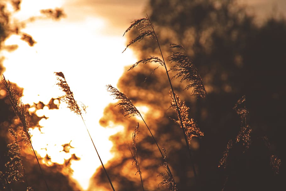 sunset, sunrise, light, nature, unsplash, lake, forest, trees HD wallpaper