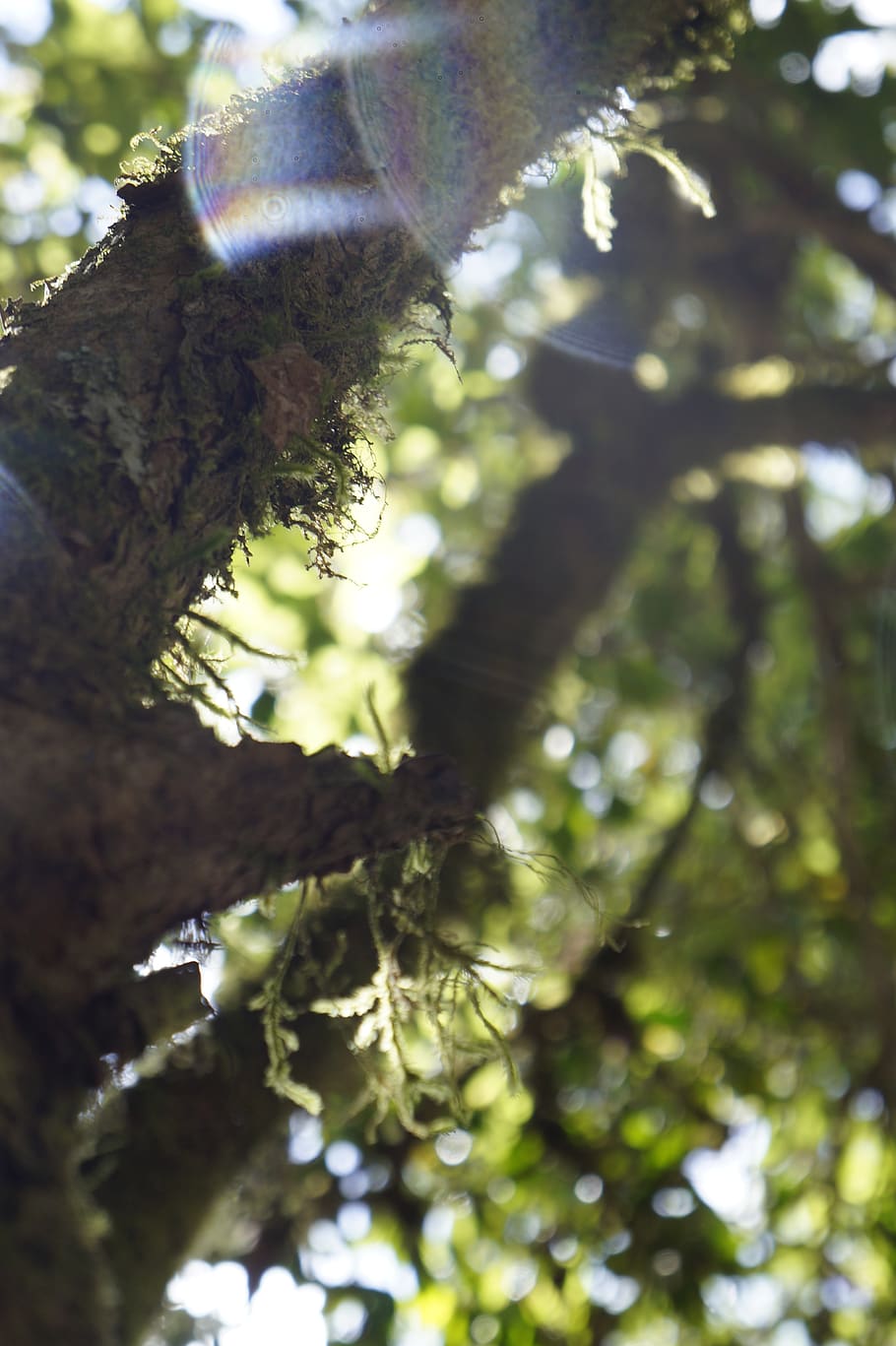 tree, sun, green, moss, forest, trunk, sunny, plant, growth HD wallpaper
