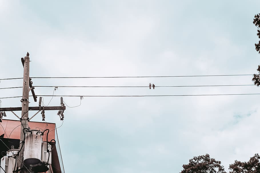 black bird on post cable, low angle view, sky, cloud - sky, nature HD wallpaper