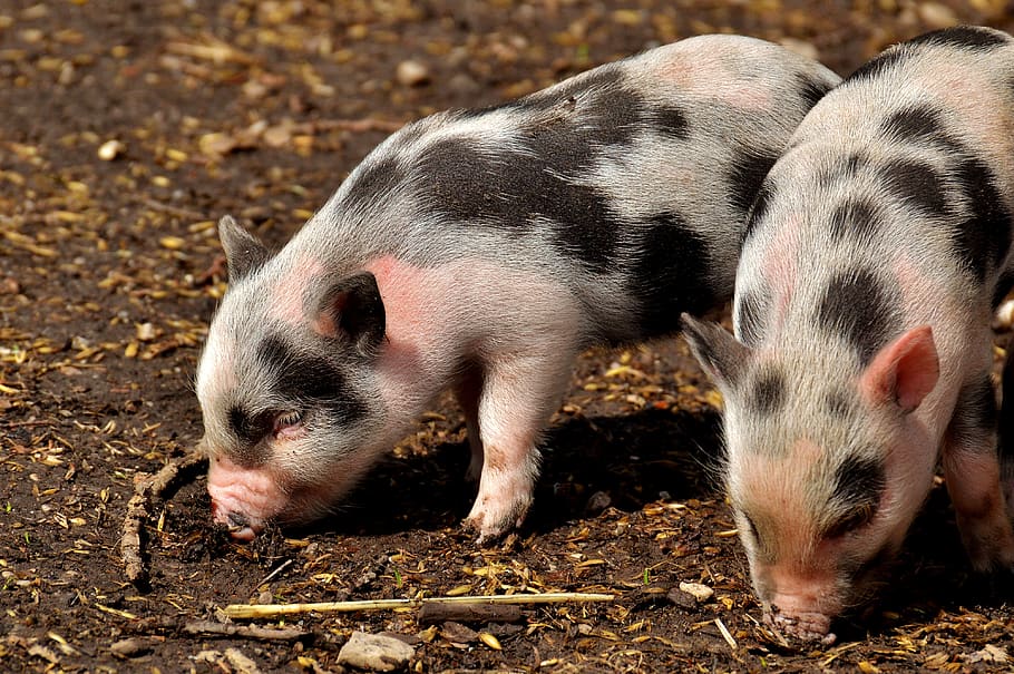 piglet, small pigs, mini, cute, sweet, funny, play, animal themes HD wallpaper