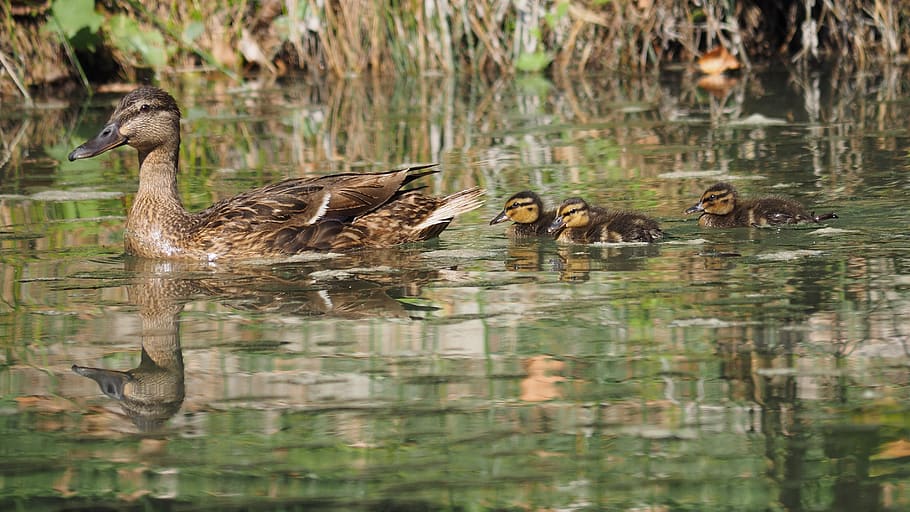 nature, cane, ducks, birds, animals, small, water, pond, animal themes HD wallpaper