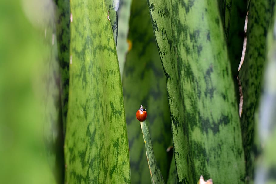 Ladybug on Snake Plant Selective-focus Photography, blur, botanical HD wallpaper