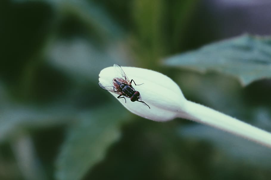 indonesia, cirebon, invertebrate, insect, animal wildlife, animal themes HD wallpaper