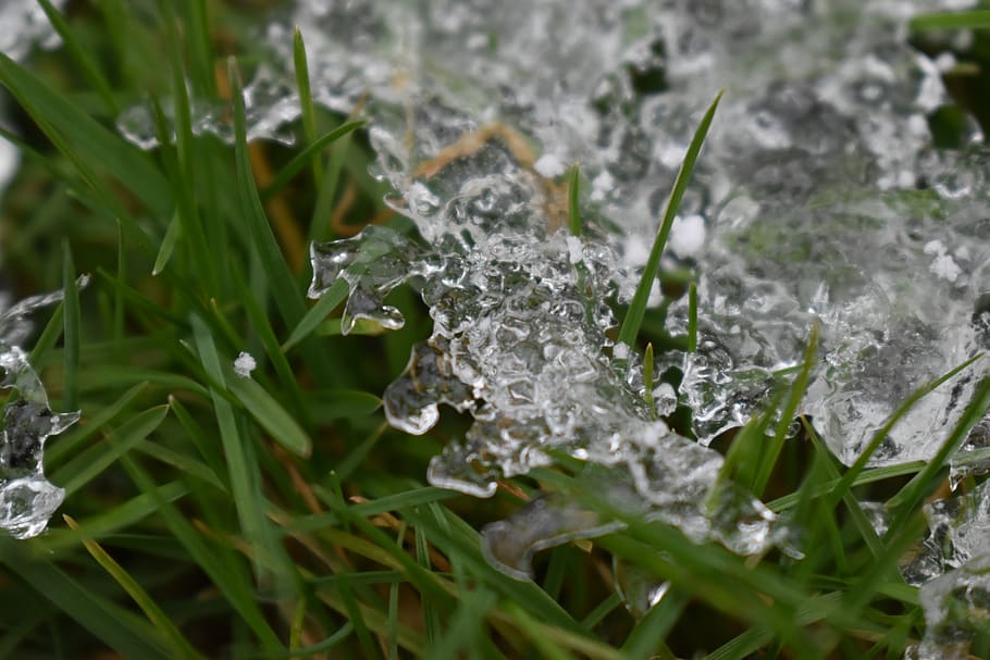 HD wallpaper: ice, nature, outdoors, snow, frost, grass, wallpaper