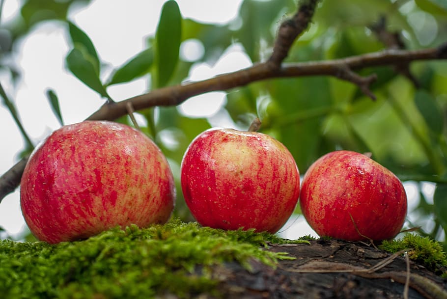 apple, fruit, orchard, harvest, nature, health, food and drink HD wallpaper