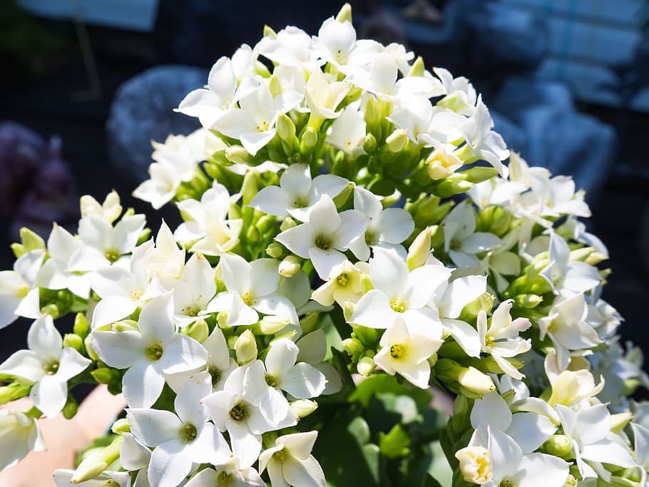 White Flowers, Macro, Nature, Spring, Summer, contrast, flowering plant HD wallpaper