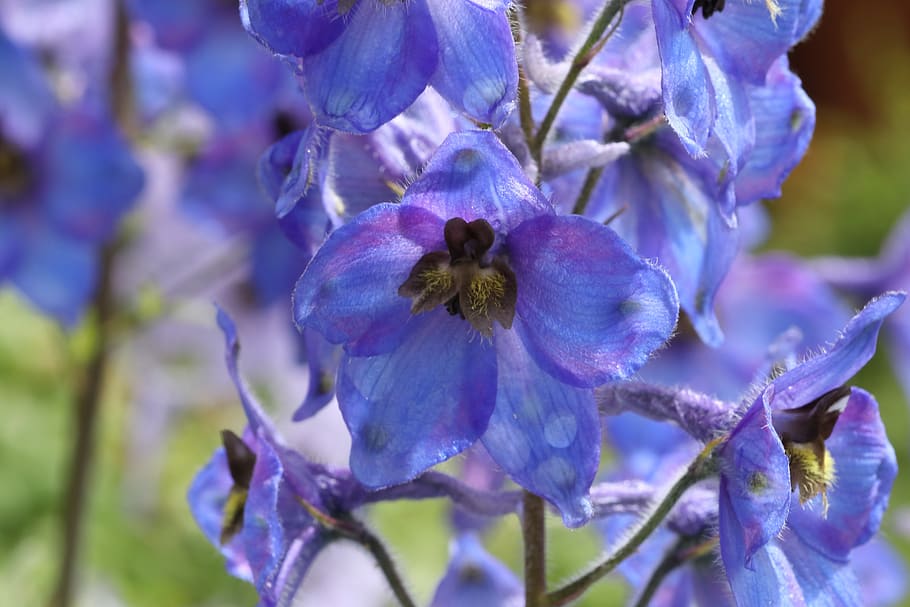 delphinium, flower, blue, beautiful, pistils, stamens, flowering plant, HD wallpaper