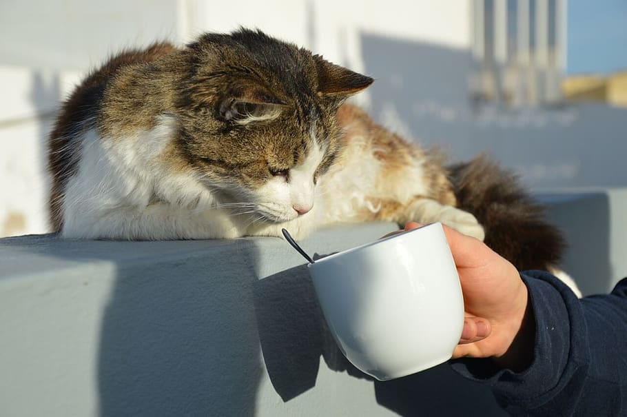 coffee cup, mammal, animal, pet, cat, pottery, saucer, human, HD wallpaper