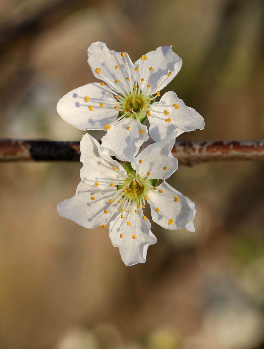 flowers, white, casey, tree, spring, botanical, plants, natural HD wallpaper
