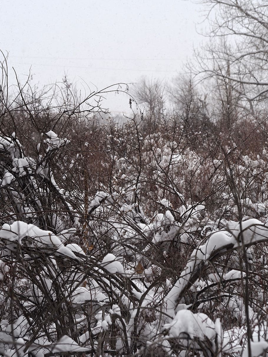winter, outdoors, blizzard, snow, nature, storm, ice, bird HD wallpaper