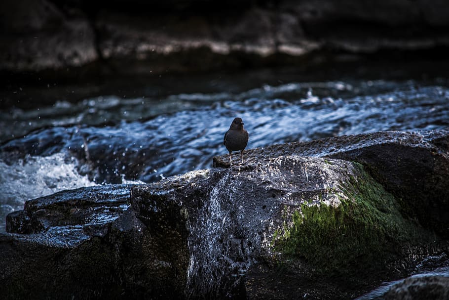 Selective Focus Photography of Bird Perching on Rock, animal HD wallpaper