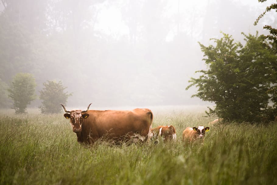 green, grass, plant, trees, field, farm, rural, nature, cow HD wallpaper